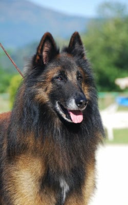 CH. Obiwan kenobi Des Légendes Du Menhir