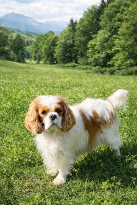 Étalon Cavalier King Charles Spaniel - Sunshine Du puits des sortileges