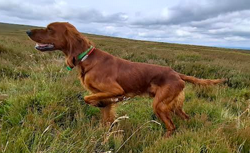 Sir red wizard De La Fougue En Plaine