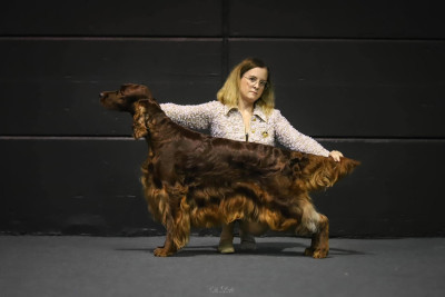 Étalon Setter irlandais rouge - CH. Riverwood Unbelievable mr moonlight