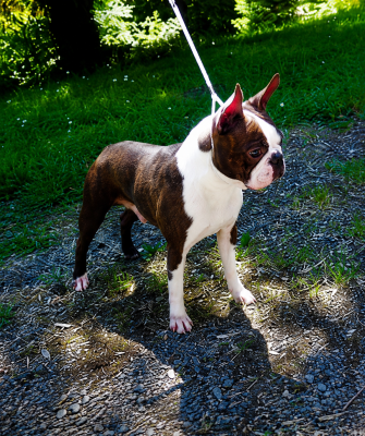 Étalon Boston Terrier - t-bo's Love on the rocks