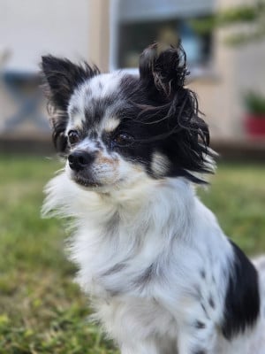 Étalon Chihuahua - Themis Du plateau des abeilles