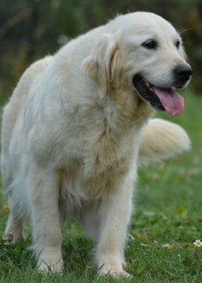 Étalon Golden Retriever - Sweety of three love angel