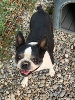Étalon Boston Terrier - Stella de la Borde Riva
