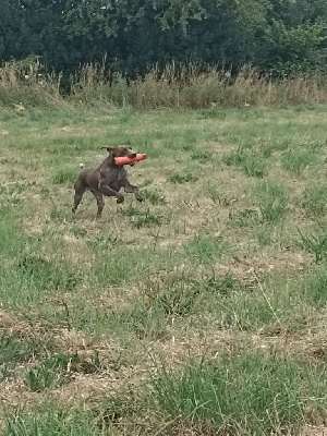 Étalon Braque allemand à poil court - Rasta rockett Du Marais De Piremont