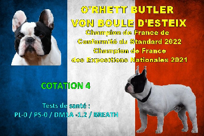 Étalon Bouledogue français - CH. O,rhett butler Von Boule D'esteix