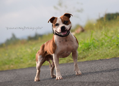 Étalon Staffordshire Bull Terrier - Gameness Staff Outsider boy