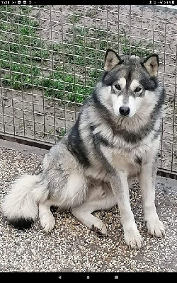 Étalon Alaskan Malamute - Rodgersia forever dit sabadon of Greystone Shadow