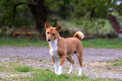 Étalon Basenji - Nevali Çori Okuri