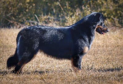 Étalon Berger Australien - Royale arya Du Ranch Du Meudon D'Or