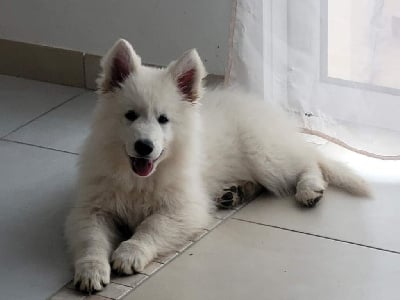 Étalon Berger Blanc Suisse - Tina du Manoir des Anges Gardiens