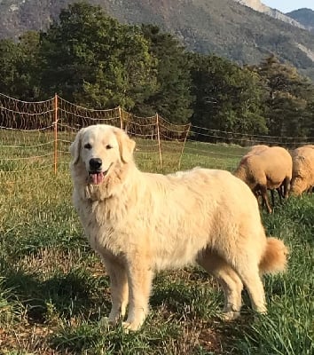 Étalon Berger de la Maremme et des Abruzzes - BarrÃ©a della muta del vergaro