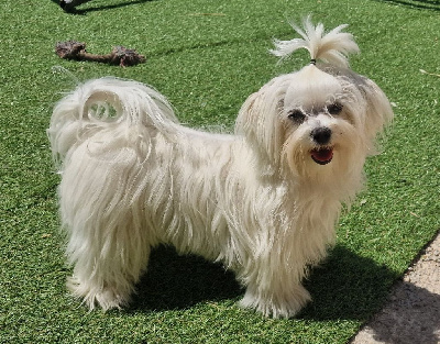 Étalon Bichon maltais - Schouquette Des Terres De Miss Blue