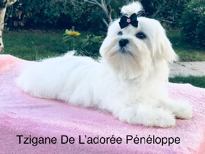 Étalon Bichon maltais - Tzigane de L'Adoree Peneloppe