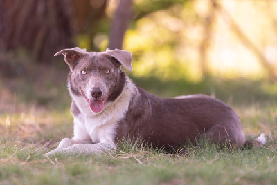 Étalon Border Collie - Kid kavai vakonic family