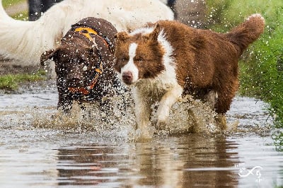 Étalon Border Collie - Begian chocolate of dynamic pleasure