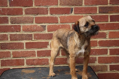 Étalon Border Terrier - Oups de la Source Riante