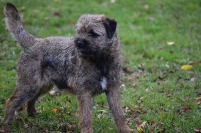 Étalon Border Terrier - Toulouse est une vlatipa (Sans Affixe)