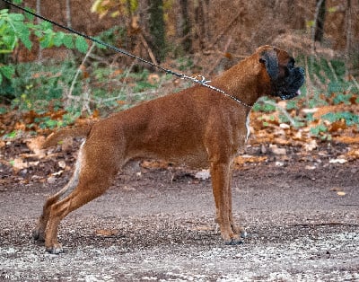 Étalon Boxer - Pirata de boxer de villa-nika