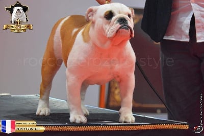 Étalon Bulldog Anglais - schønemann I am fabules miss florida