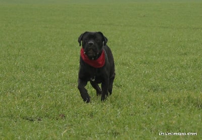 Étalon Cane Corso - Pep's (Sans Affixe)