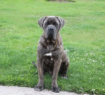 Étalon Cane Corso - Ravel De La Quinta Des Oliviers