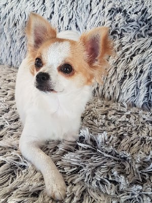 Étalon Chihuahua - Shupa shup 