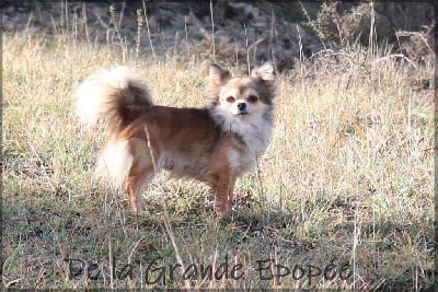 Étalon Chihuahua - Oka Du Rêve Des Lutins