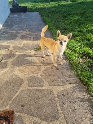 Étalon Chihuahua - Rubis De La Brume Des Néréides