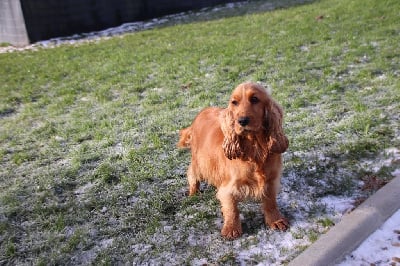 Étalon Cocker Spaniel Anglais - Ripsy De La Lisardière