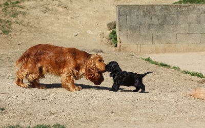 Étalon Cocker Spaniel Anglais - Susie q Du Royaume D'Unik