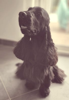 Étalon Cocker Spaniel Anglais - Steilla (Sans Affixe)