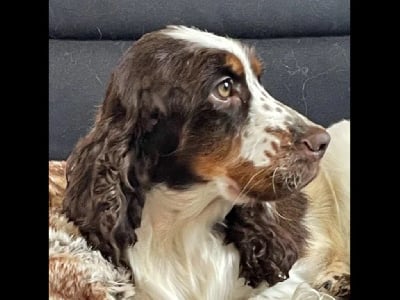 Étalon Cocker Spaniel Anglais - Suzette de l'Empereur Sirius