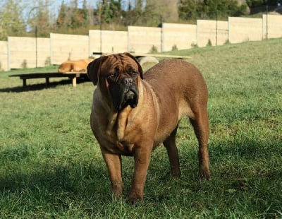 Étalon Dogue de Bordeaux - Phara de la tribu de Laza