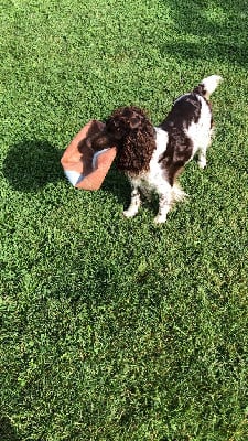 Étalon English Springer Spaniel - Ruby du chemin des cavaliers