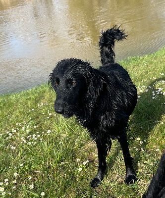 Étalon Flat Coated Retriever - O flaguy to his dad De La Chasse Des Ballastières