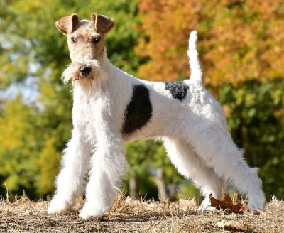 Étalon Fox Terrier Poil Dur - Nina ricci Vom jagerhohle