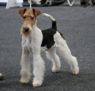 Étalon Fox Terrier Poil Dur - CH. Igor-d-hossegor Vom jagerhohle