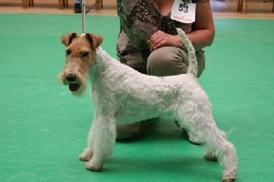 Étalon Fox Terrier Poil Dur - Jade dream Vom jagerhohle