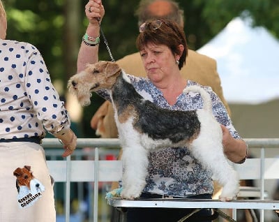 Étalon Fox Terrier Poil Dur - Pretty woman Vom jagerhohle