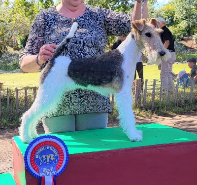 Étalon Fox Terrier Poil Dur - Steffy Vom jagerhohle