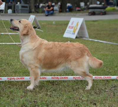 Étalon Golden Retriever - North and south On Highness's Way