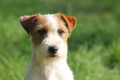 Étalon Jack Russell Terrier - Save the world De La Rosée De L'eden