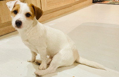 Étalon Jack Russell Terrier - Ruzelle mouky hlovely d'Edennefamily