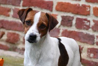 Étalon Jack Russell Terrier - Syrah du pont du riot d'Esnes