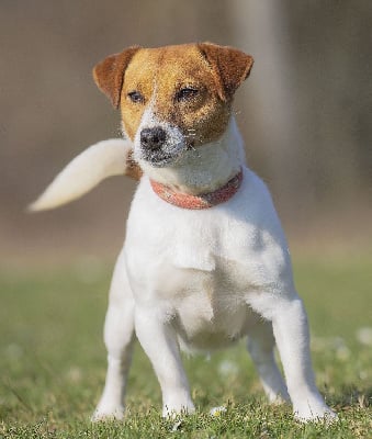 Étalon Jack Russell Terrier - Roxane des Diamants Verts