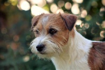 Étalon Jack Russell Terrier - Raised by wolves De La Rosée De L'eden