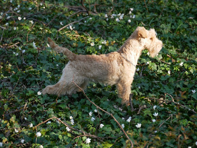 Étalon Lakeland Terrier - CH. Absolute dolce vita Pretty woman