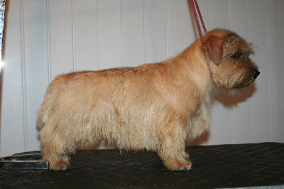 Étalon Norfolk Terrier - dondersteen Red lord byron