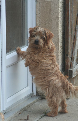 Étalon Norfolk Terrier - Reine du bal Du Clan De Cornaline